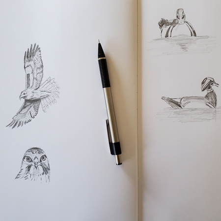 Bird sketches, during ornithology workshop