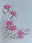 Carnations | Les oeillets