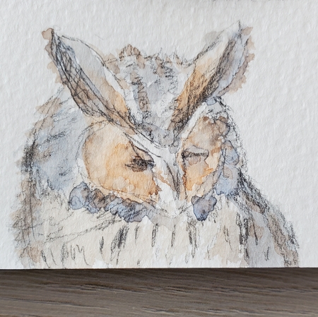 Winking owl sketch