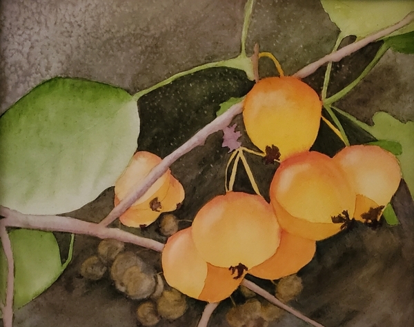 Crab apples at twilight | Les pommettes à l'aube