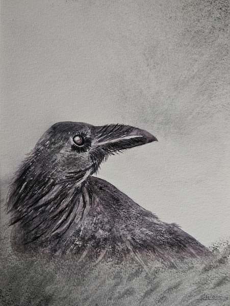 Vigilant raven