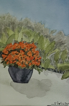 Begonia, orange double