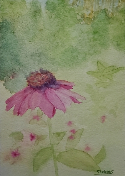 Hazy pink echinacea
