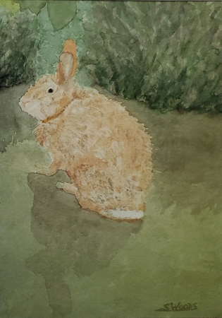 Rain-soaked rabbit