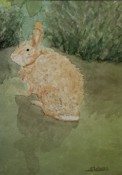 Rain-soaked rabbit
