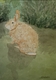 Rain-soaked rabbit