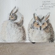 Owl chicks, watercolour sketch